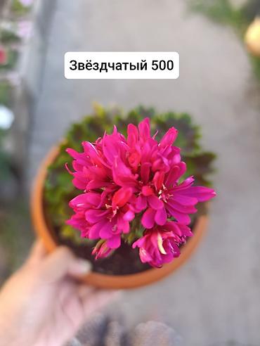Герани и пеларгонии: Пеларгонии (герани) сортовые в горшках: - Тюльпанка — тюльпановидные — 25