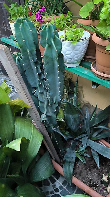 ev guleri: Məhsul: Sütunvari kaktus (Cereus tipli), uzunboy, çoxgövdəli Təsvir — 1