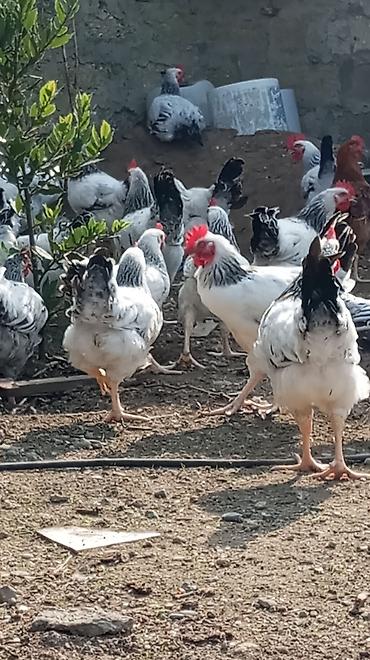 Xoruzlar: Tam saglam 4ayliq xoruz toyuq Məhsul təsviri: - Ağ lələklər, quyruq və — 13