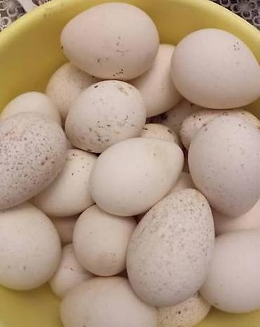 qizil baliq satisi: Mayalı hinduşka yumurtası SATILIR. Xahiş olunur kimə lazımdır qeyd — 1