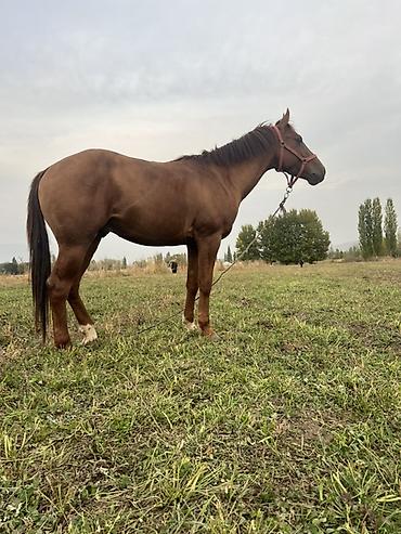 Лошади, кони: Продаю | Конь (самец) | Полукровка | Конный спорт — 11
