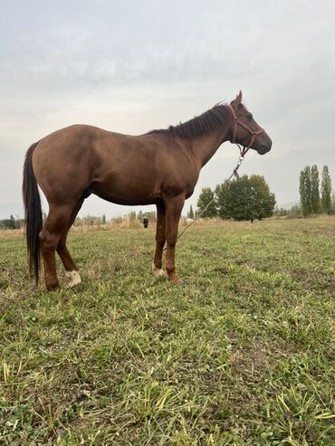 Лошади, кони: Продаю | Конь (самец) | Конный спорт — 9