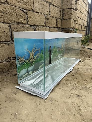 akvarium işığı: Şüşə akvarium – geniş ölçülü, dekorativ fonlu Uzunluq - 110 Eni - 28.5 — 3