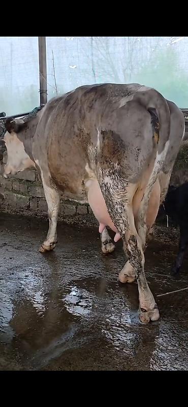Inəklər, öküzlər: Südlük inək və bala -cins sives süd verimi 21 lt qarantia verirem — 14