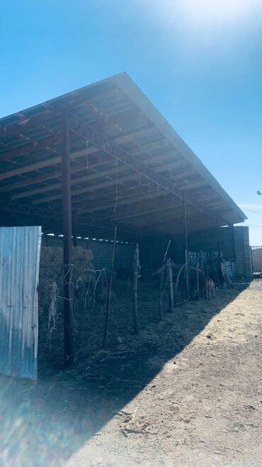 Сельхоз предприятия: Продаю Кошара, 41 соток, Действующий, Холодная вода, Электричество — 2