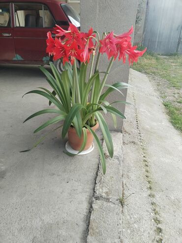 Otaq bitkiləri: Liliya gülü. Xacmazda dir