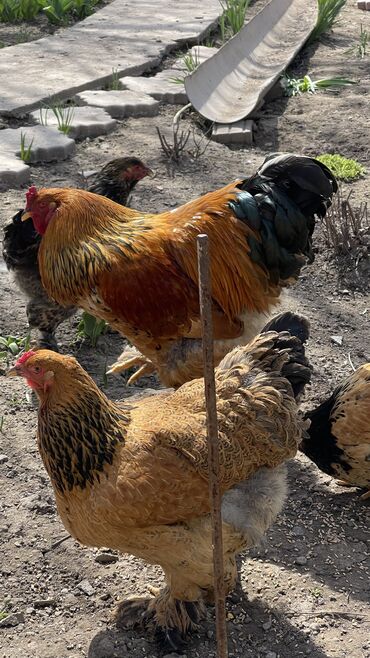 курица живая: Продаю | Куры, Петух, Цыплята | Брама | Для разведения, Несушки