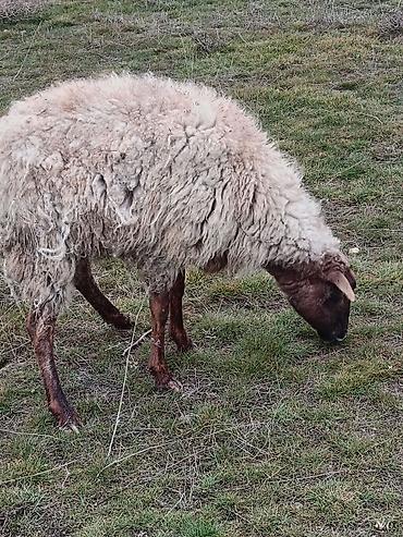 Keçilər, çəpişlər: Çəpiş keçi qoyun sürü və ya tək tək satram. Qiymet ferqlidirMəhsul — 12