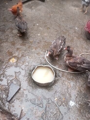 Digər quşlar: Salam. 4 ədəd erkək lal ördək satılır. 4 aylıq iri quşlardır. Düzdü — 2