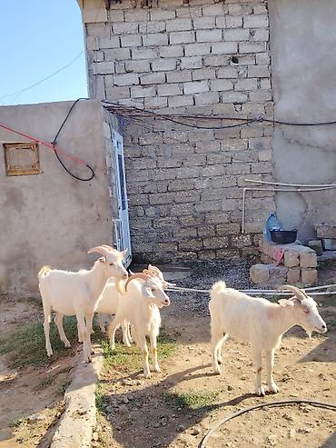 Keçilər, çəpişlər: Dişi, Zanen, il: 1, 60 kq, Damazlıq, Südlük, Pulsuz çatdırılma — 1