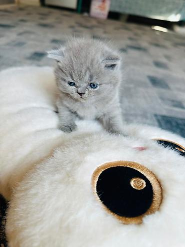 драбилка кду 2: Шотландские вислоухие котята (Scottish Fold), окрас голубой — 2