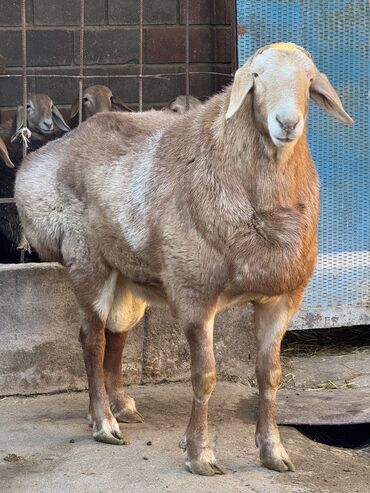 Баран, овца: Продаю | Баран (самец) | Арашан | Для разведения | Осеменитель — 12