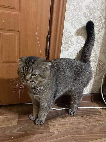 кошка британская: Скотиш Фолд (Шотландская вислоухая), 2 месяца, Мальчик — 1