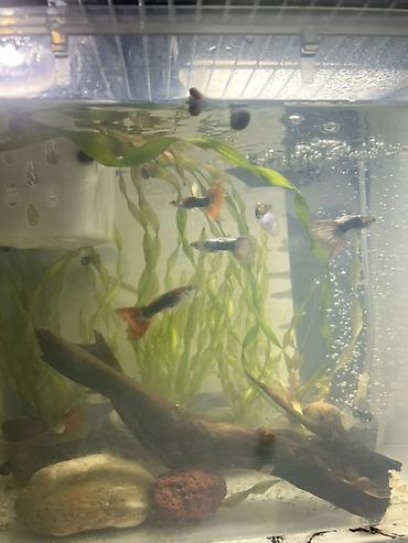 🐟 Продаю аквариумных рыбок! Рыбки здоровые и активные. Кому интересно — 2