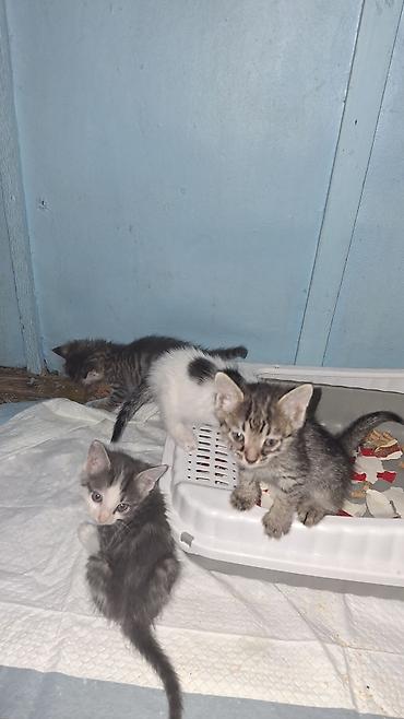 чёрные котята: Отдадим котят в добрые и заботливые руки! 🐾 ​О котятах: ​Дата — 3