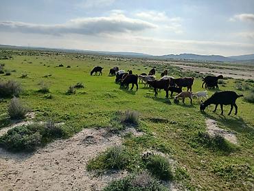 Keçilər, çəpişlər: Qoyun-keçi sürüsü satılır - Təsvir: Açıq otlaqda saxlanılan qarışıq — 5