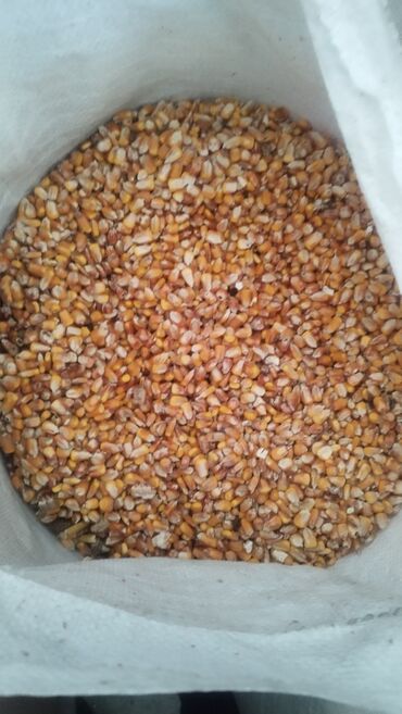 кукуруза на корм: Продаю кукурузу в мешках 5000кг сухая по16 сом кг. село Ново-Покрока
