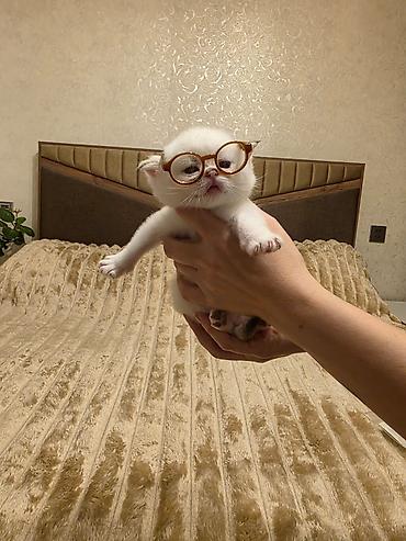 Pişiklər: Britan — 11