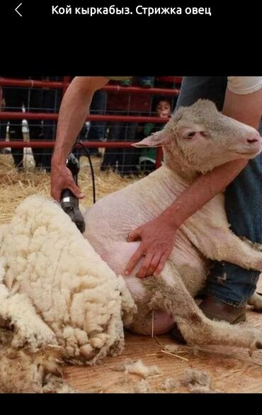 дорпер овцы: Продаю |