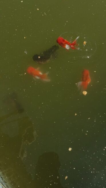 Balıqlar: Oranda2 quyruq qiyməti 2 manat. 4 quyruq qiyməti 3 manat Ünvan — 3