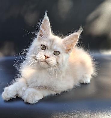 Продажа кошек: 🐾 ВНИМАНИЕ! В ПРОДАЖЕ МАЛЕНЬКИЙ КОТЁНОК С БОЛЬШИМИ ПЛАНАМИ НА ЖИЗНЬ! — 6