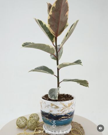 фикус мелани: ✨Ficus Elastica Tineke🪴 El ishi dipcekle birlikde satilir bashka