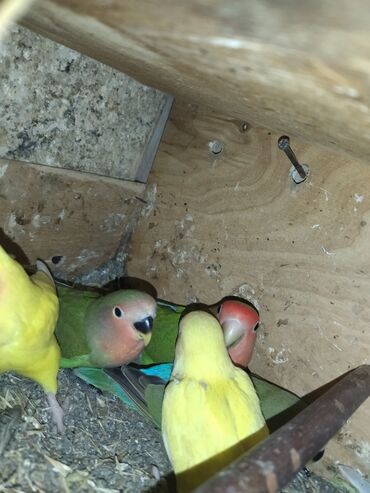 попугай ара цена: Hazır cüt nerazluçniklər bütün cütlər sarı yaşıldır Bala verən