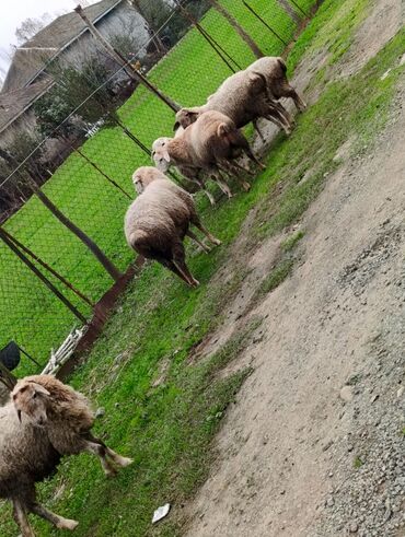 Kənd təsərüfatı heyvanları üçün digər mallar: 🌾 Lənkəranda bağda saxlanılan quzular 🐏 Təmiz, sağlam və ətli 💚 — 5
