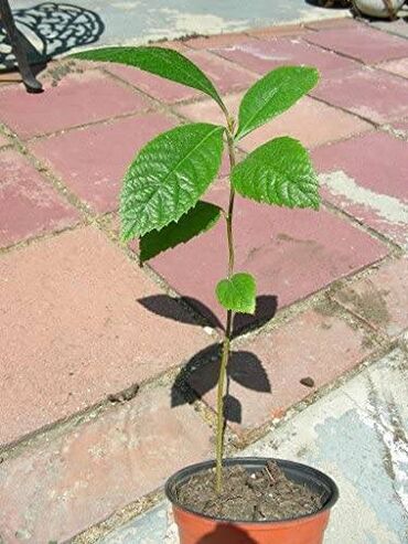 Tinglər: Yapon əzgili Yapon ezgili demək olar hər ölçüdə var. 5 sm 15 sm 30 sm — 5