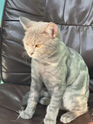 Pişiklər: Şotland, Erkək, Yaxşı əllərə, Ünvandan götürmə, Ödənişli çatdırılma, Rayonlara çatdırılma -da lalafo.az — 11 Pişiklər: Şotland, Erkək, Yaxşı əllərə, Ünvandan götürmə, Ödənişli çatdırılma, Rayonlara çatdırılma — 11