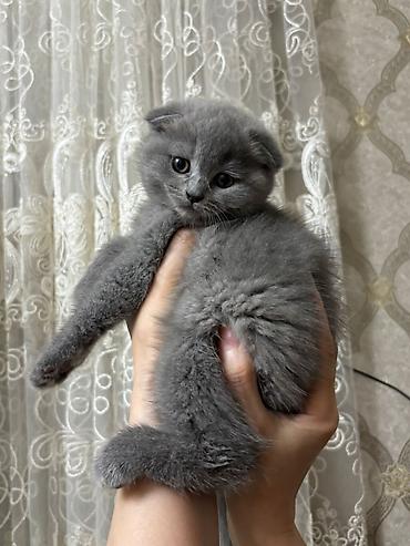 Кошки: Шотландская вислоухая, Самка, Самовывоз, Бесплатная доставка, Платная доставка — 1