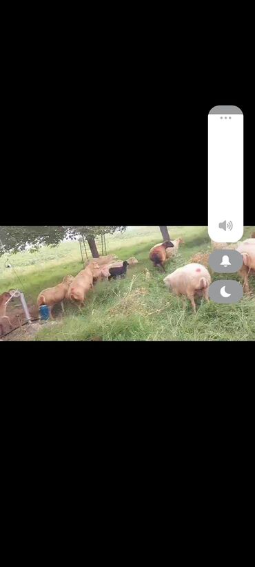 Inəklər, öküzlər: Dişi, il: 1, 50 kq, Damazlıq, Ünvandan götürmə