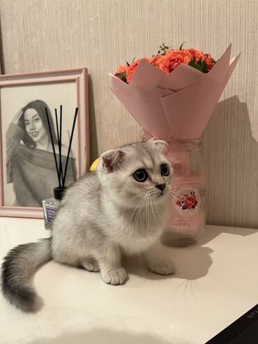 котик в добрые руки: Şinşilla, Dişi, Yaxşı əllərə, Pulsuz çatdırılma