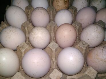 toyuq hini satilir v Azərbaycan | TOYUQLAR, XORUZLAR: Mayali kend toyuq yumurtasi satilir, unvan Baki, Buzovna qesebesi