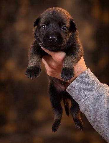 шотландская вислоухая кошка цена бишкек: Бельгийская овчарка, 1 месяц, Самец, С прививкой, С родословной — 4