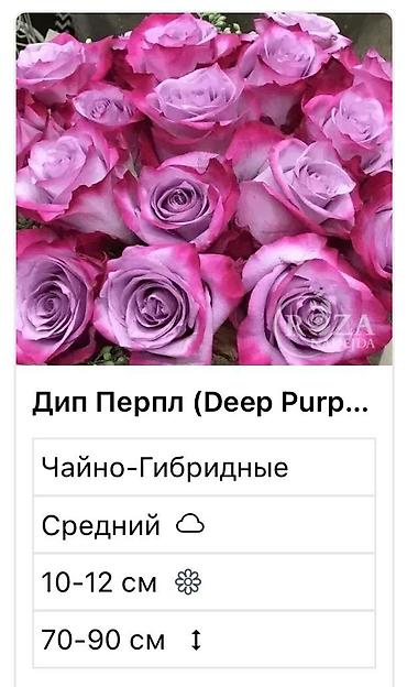 Садовые цветы и кустарники: Саженцы цветка: Розы — 6