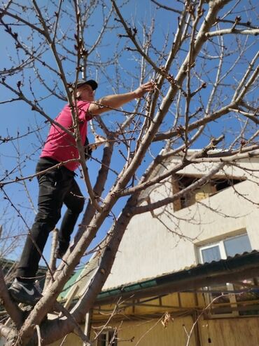 Спил деревьев, заготовка дров: Обрезка деревьев!!! Сезонная обрезка плодовых деревьев!!! Зима — 6