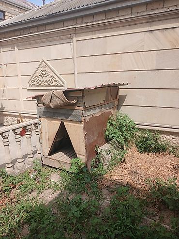 ayi sekilleri: It həyətyanı sahə üçün böyük ölçülü it evi - Material: taxta karkas — 1