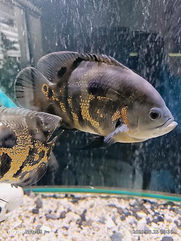 Балыктар: Астронотусы (Oscar, Astronotus ocellatus) – крупные декоративные — 3