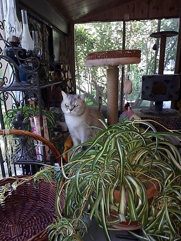 ищу котят: Кото-гостиница! Гостиница для котиков! Платная передержка кошечек — 3