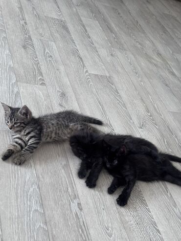 котята серые: Кошка даром: Русская голубая, 1 месяц, Мальчик, Приучена к лотку