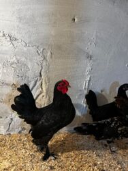 Toyuqlar: Toyuq, Yumurtalıq, Ünvandan götürmə — 2