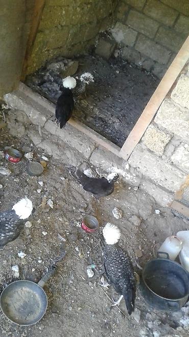 Toyuqlar: Satılır: Fizan toyuqlar.100 man. 4 ayliqdir,9 dene — 2