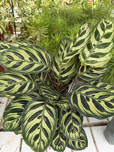 püstə ağacı satılır: Dekorativ bitkilər fərqli qiymətlərlə satışda. Aglaonema 35aZn — 7