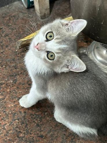 кошка белый: Котёнок, окрас серо-белый (дымчатый с белыми лапками и грудкой) — 1