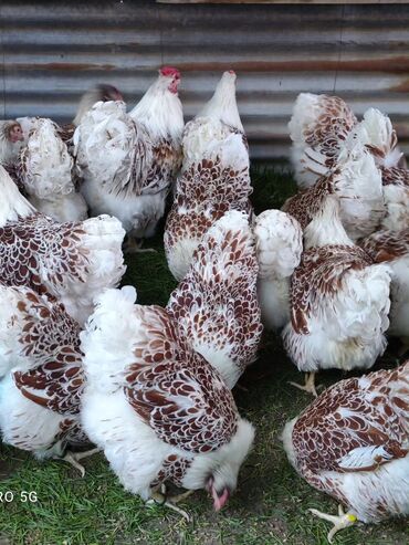 Inəklər, öküzlər: Məhsul: Seleksiya dekorativ-təsərrüfat toyuqları (çoxrəngli “çələng”