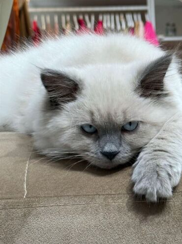 Pişiklər: Şinşilla, Erkək, Cütləşmə üçün — 3