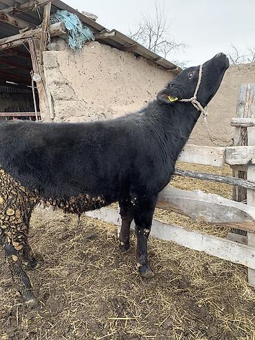 Коровы, быки: Продаю | Бык (самец), Музоо, торпок | Ангус, Абердин-ангус | На откорм, На забой — 1