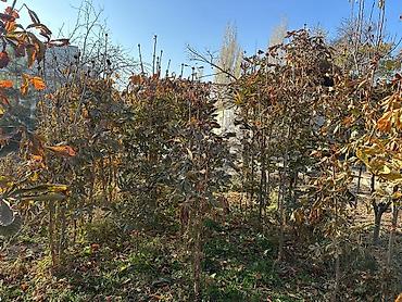 Другие декоративные деревья: Каштан крымский 2метр 800сом 3метр 1000сом — 1