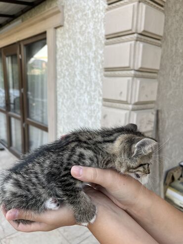 отдам в хорошие руки котят: Всем добрый день! Очень срочно, нужно успеть до Холодов! Кошка была в